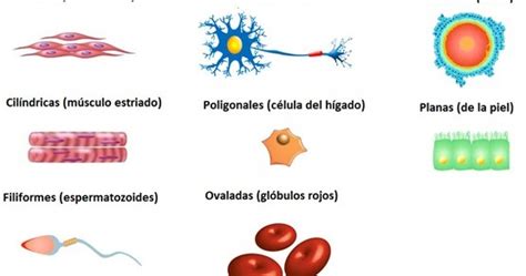 De Que Dependen Las Formas De Las Celulas Consejos Celulares