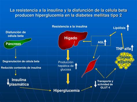 Ppt La Resistencia A La Insulina Defecto Central De La Diabetes Tipo