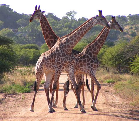 Filesouth African Giraffes Fighting