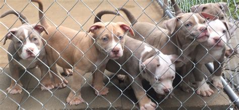 I have both of my keepers up for sale almost 7 months old white and fawn 1000 with papers 500 pet fee white and puppies come with health guarantee and 30 days free health insurance. American Bully Puppies For Sale | Katy, TX #286220