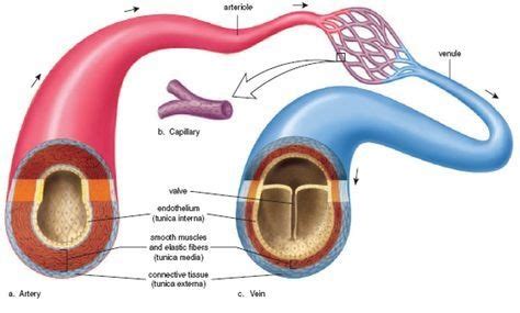 Liver filters/modifies substances in the blood 3. Why do arteries carry blood away from the heart? Why not veins? - Quora