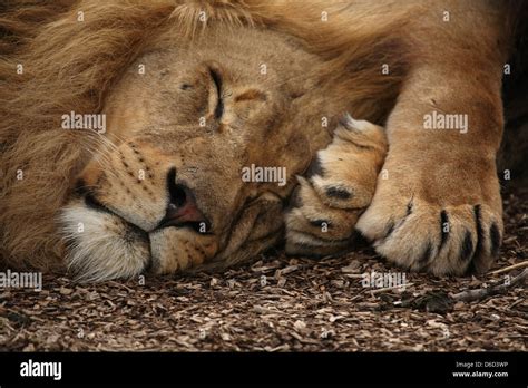 Elsa The Lioness High Resolution Stock Photography And Images Alamy