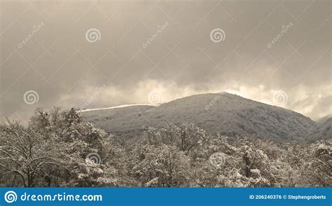 Snow Covered Trees On The Peak Of Hallasan On Jeju Island In South