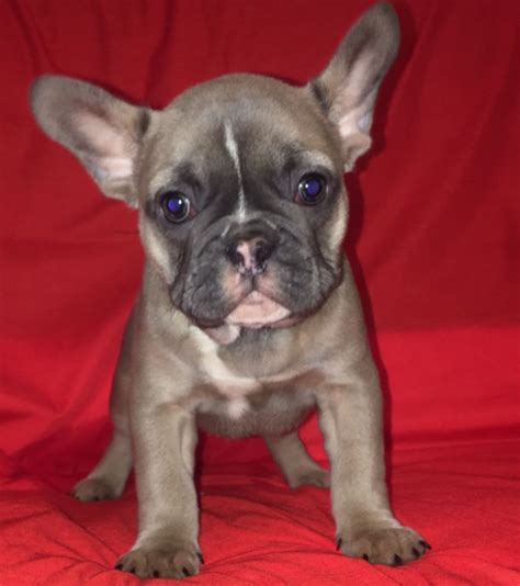 Everything you should know about owning a blue french bulldog puppy all the main do's and do nots of buying frenchie puppies, including costs. KC Reg French Bulldog Blue fawn girl ready now | Barnsley ...