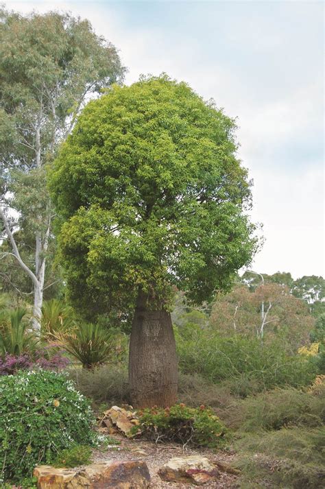 Best Australian Native Feature Plants | Australian garden design, Australian plants, Australian 