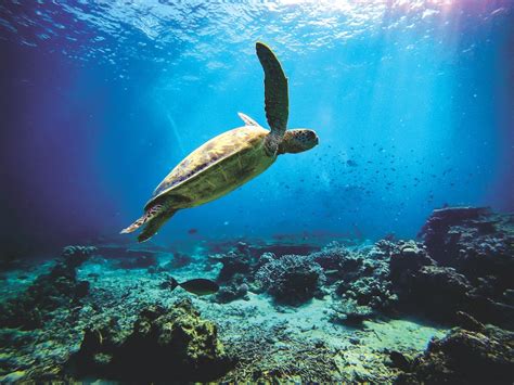 As Melbourne Beachs Nesting Green Sea Turtle Population