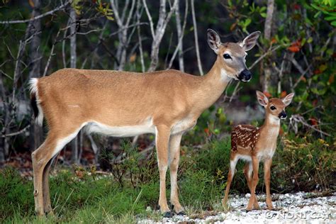 Key Deer Fawn Noni Cay Photography
