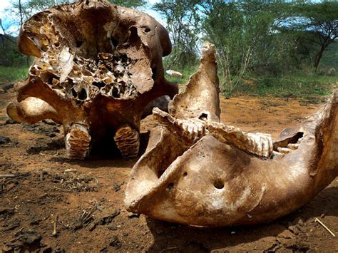 Tusks Blood And Ivory Elephant Poaching In Kenya Pictures Cbs News