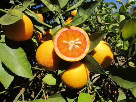 13 Of The Popular Types Of Sweet And Bitter Oranges