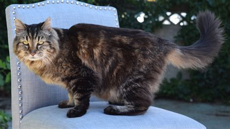 Then, it goes from kitten to junior up to two years old. Meet Corduroy, the world's oldest living cat - TODAY.com