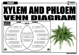 Xylem transports water and dissolved minerals. Xylem and Phloem Venn Diagram | Teaching Resources