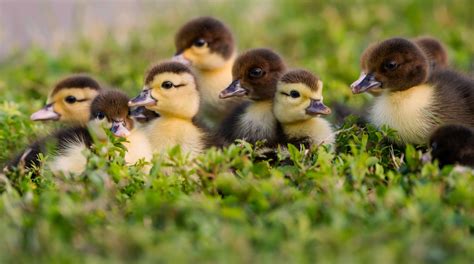 Animal Duck Hd Wallpaper