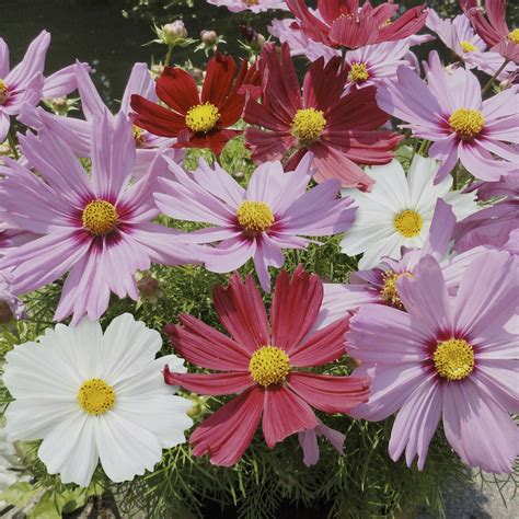 Cosmos Mixed Multiple Pack Sizes Available Pearsons Nursery And