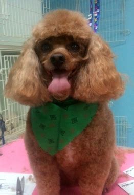 Enjoy a day at best friends. BEST FRIENDS PET SALON - Home