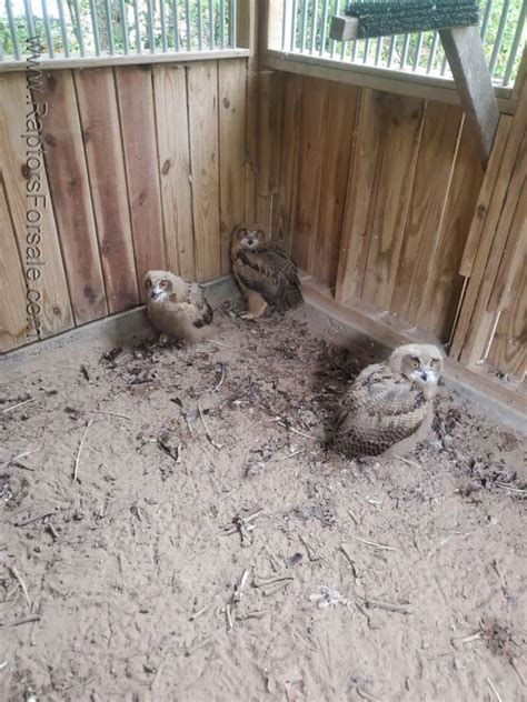 3 Eurasian Eagle Owl $3500 For Sale
