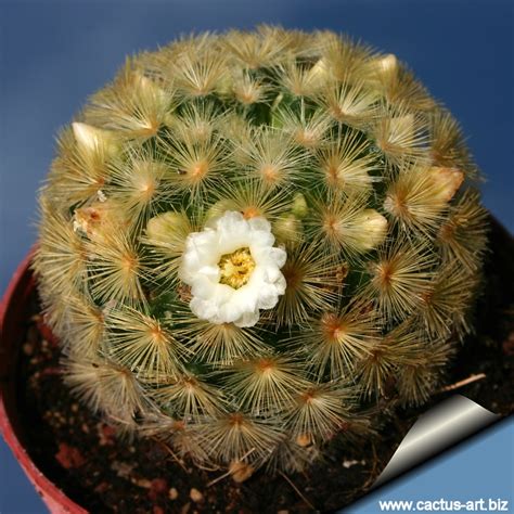If the entire plant is going soft, it is rotting from the inside and will very likely die. Mammillaria carmenae