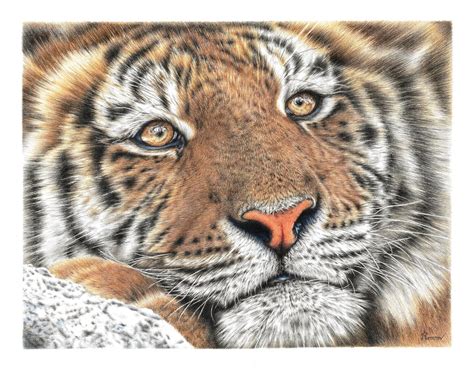 Photorealistic Pencil Drawings Of Animals Remrovs Artwork