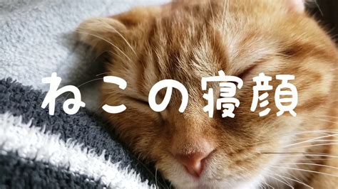 猫の寝顔 Sleeping Cat Youtube