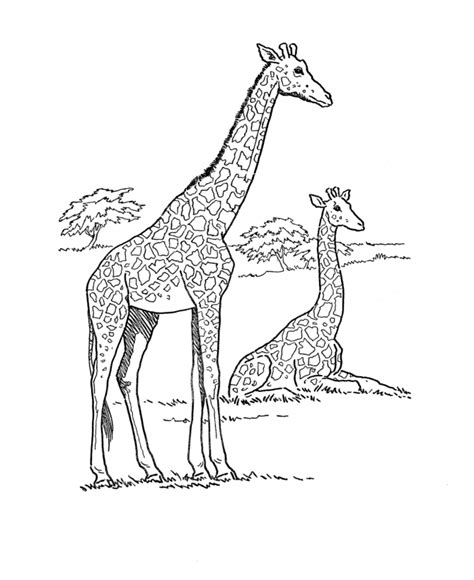 Wild Animal Coloring Page African Giraffe African