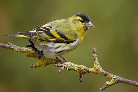 Irelands Top 10 Garden Birds Vogels Dieren Nestkastje