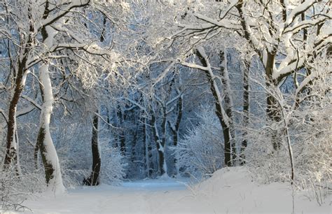 Gratis Billeder Træ Natur Skov Afdeling Kold Sti Hvid Frost