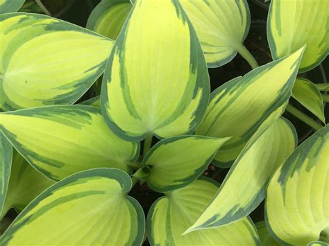 Photo 63160 Hosta June Plant Lust