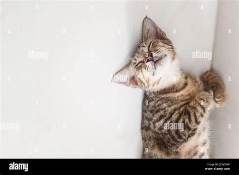 Funny Cat Pose Hi Res Stock Photography And Images Alamy