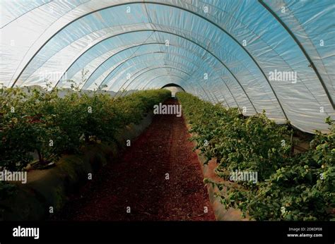 Greenhouses For Cultivation In Morocco To Grow Tomatoes Stock Photo Alamy