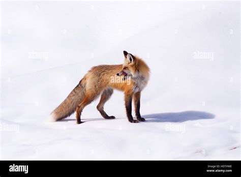 Red Fox Standing On Snow Looking Backwards Stock Photo Alamy