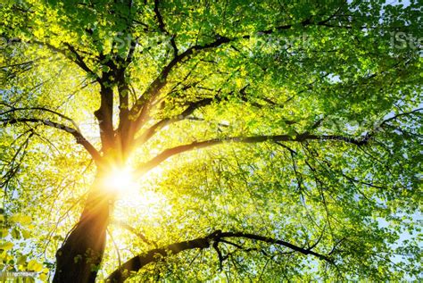 The Sun Shining Through The Branches Of A Tree Stock Photo Download