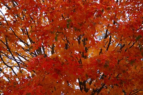 More Inspiration Maple Tree Fall Background Orange Tree