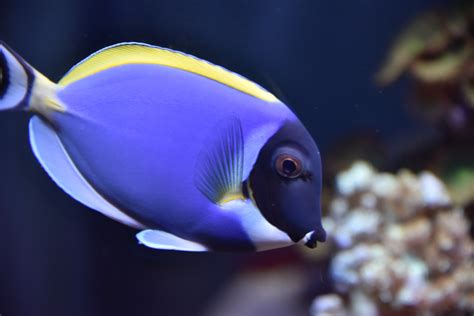 Blue And Yellow Ocean Fish Disney Parksworld