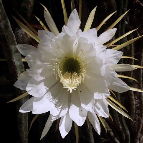 Night Blooming Cereus Wikipedia