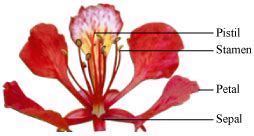 The texarkana gazette is a daily newspaper founded in 1875 and currently owned by wehco media, inc. explain parts of the flower - Science - - 1902889 ...