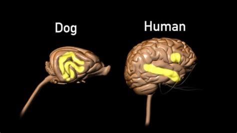 32 Anatomy Brain Of Dogs Background Ceiling Art Design