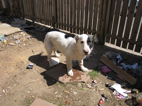 Romanian Stray Dogs Ploiesti Rsdp One Sad Little Doggie Scooby Doo