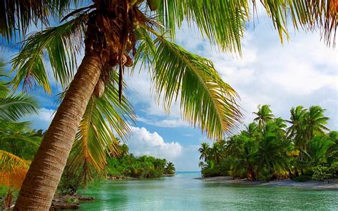 palm tree screensaver ~ summer tropical palm bora beach nature landscape polynesia trees
