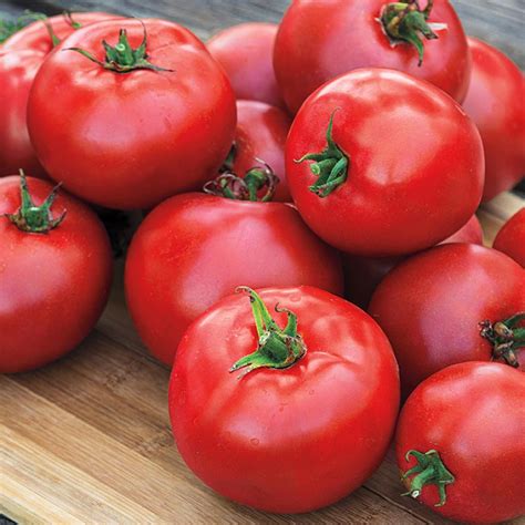 Gurney Girls Best Hybrid Tomato Gurneys Seed And Nursery Co