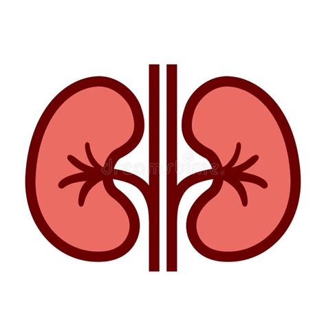 Kidneys Vector Icon Stock Vector Illustration Of Icon 125556054