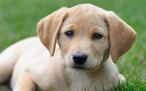 Americas Favorite Dog Breeds Labrador Retrievers Top The