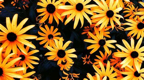 Share More Than 66 Flower Chromebook Wallpaper Incdgdbentre
