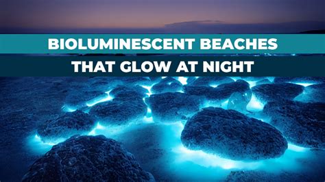 Explore 7 Must See Bioluminescent Beaches In The World In 2023