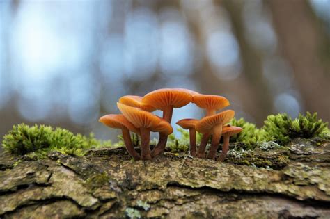 4 Types Of Orange Mushrooms In Pennsylvania Plant Grower Report