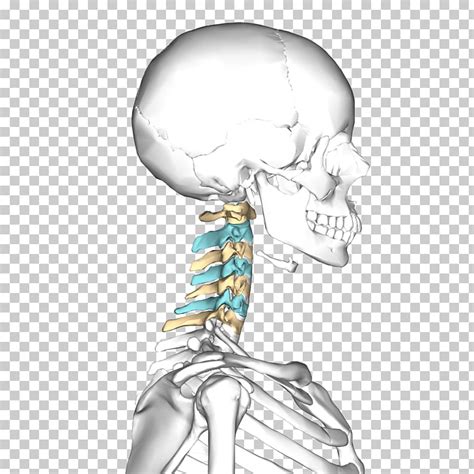 Vértebras Cervicales Columna Vertebral Eje Atlas Cuello Png Clipart