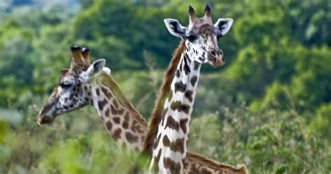 Study Finds How Giraffes Evolved Long Necks