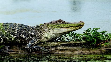 Free Image On Pixabay Bayou Alligator Louisiana Marsh Fine Art
