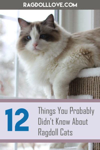 Ragdoll Cat Facts 12 Things You Probably Didnt Know About Ragdolls