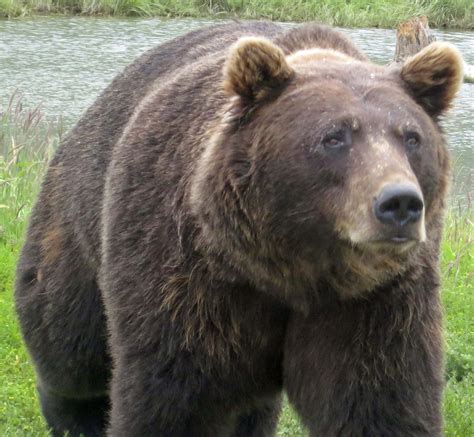 Encountering Big Brown Bears And Other Alaskan Wildlife