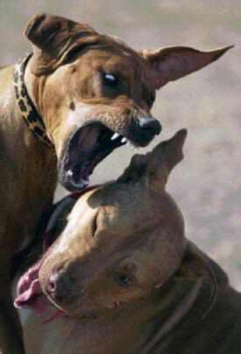 25 Ways To Stop Dog Fights √ Why Dogs Fight War And Bait Dogs Dogica