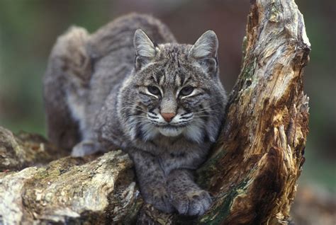 Bobcat Facts Pictures And Information An Awesome American Predator